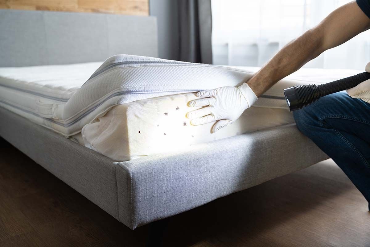 What you need to know about suing over bed bugs